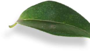 svg image